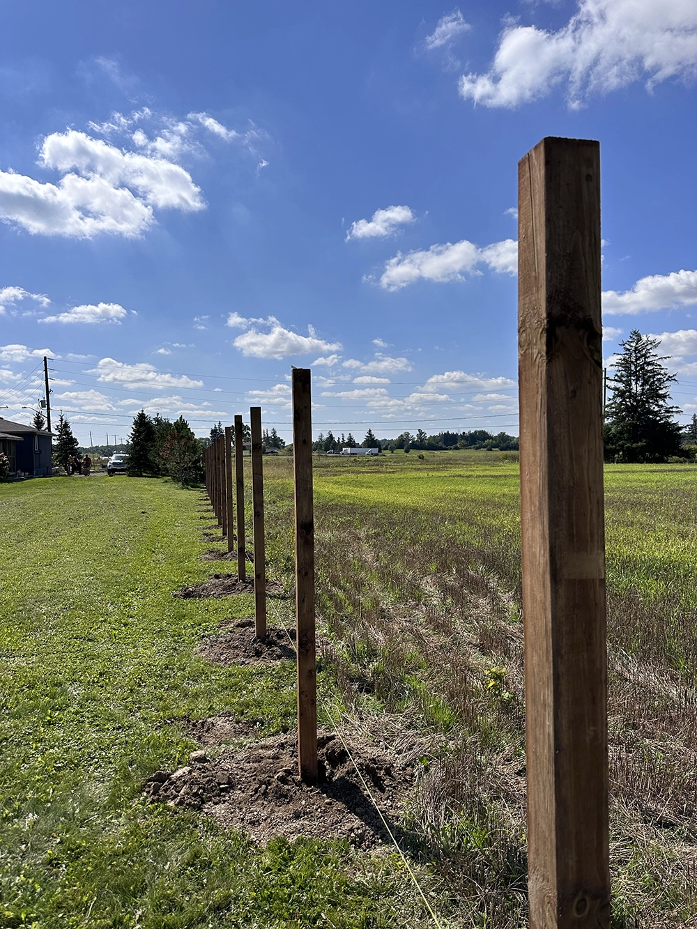 Series of installed fence posts in straight line across residential Etobicoke property with mature tree canopy and blue sky