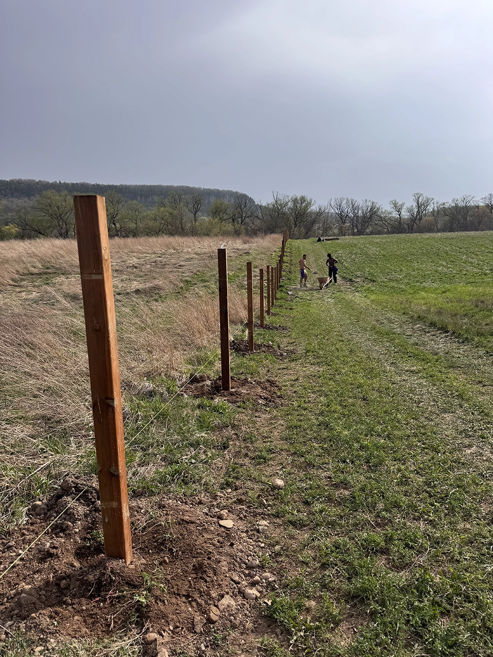 Row of wooden fence posts installed in open field for residential fence project Mississauga Ontario